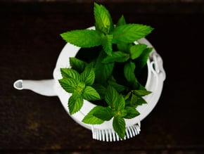 Peppermint Stock Image